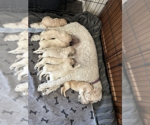 Goldendoodle Litter for sale in COLORADO SPRINGS, CO, USA