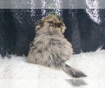 Small #5 Morkie