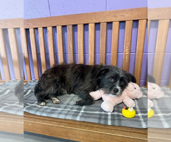 Medium Photo #2 Shih Tzu-Unknown Mix Puppy For Sale in Genesee, WI, USA
