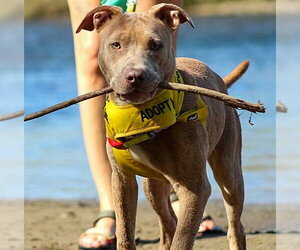 Mutt Dogs for adoption in Sacramento, CA, USA