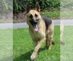Small #2 German Shepherd Dog