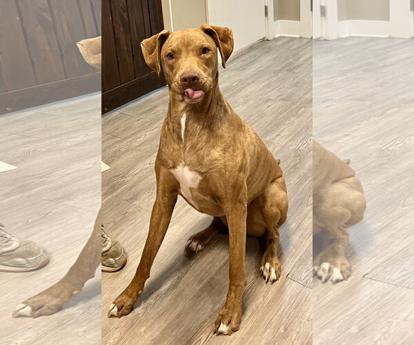 Medium Photo #4 Great Dane-Vizsla Mix Puppy For Sale in Emmett, ID, USA