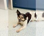 Small #1 Australian Shepherd-Beagle Mix