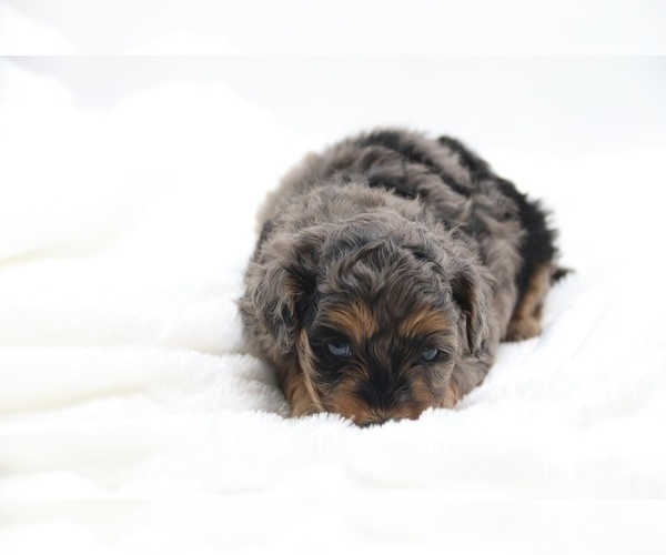 Medium Photo #25 Cockapoo Puppy For Sale in RIPLEY, TN, USA