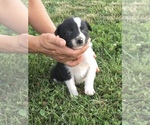 Small Photo #3 Border Collie Puppy For Sale in BROWNSVILLE, TN, USA