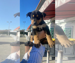 Small Photo #3 Alaskan Husky-Doberman Pinscher Mix Puppy For Sale in COMPTON, CA, USA