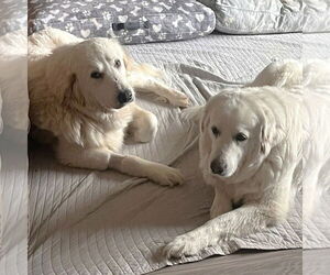 Great Pyrenees Dogs for adoption in Dallas, TX, USA