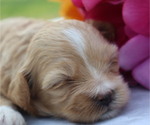 Small #2 ShihPoo