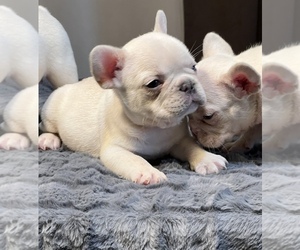 French Bulldog Puppy for Sale in LANCASTER, California USA