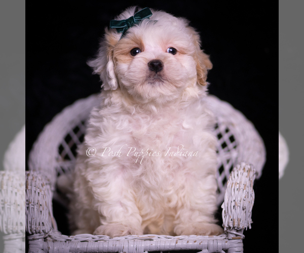 Medium Photo #128 Maltipoo (Miniature) Puppy For Sale in WARSAW, IN, USA