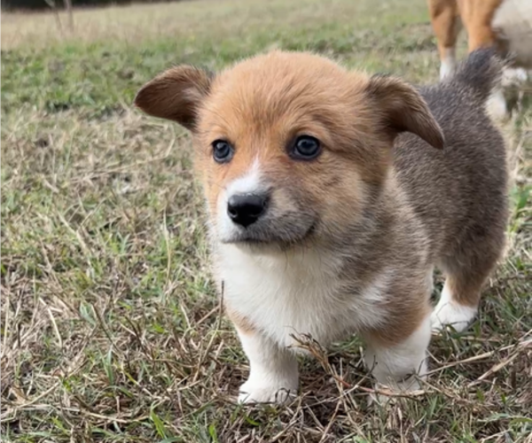 Medium Photo #33 Pembroke Welsh Corgi Puppy For Sale in MIDLOTHIAN, TX, USA