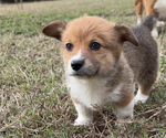 Small Photo #33 Pembroke Welsh Corgi Puppy For Sale in MIDLOTHIAN, TX, USA