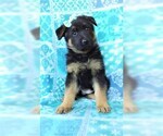 Small Photo #7 German Shepherd Dog Puppy For Sale in LANCASTER, PA, USA