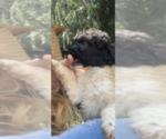 Small Photo #17 Poodle (Standard) Puppy For Sale in VENETA, OR, USA