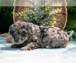 Small #4 Miniature Bernedoodle
