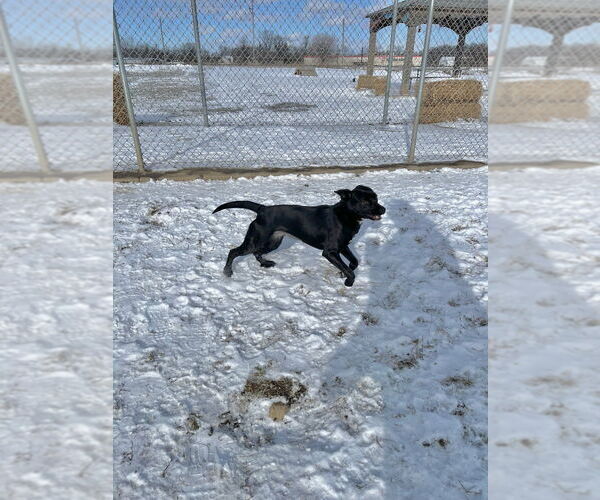 Medium Photo #4 American Staffordshire Terrier-Labrador Retriever Mix Puppy For Sale in Pierceton , IN, USA