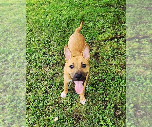 Medium Photo #3 American Staffordshire Terrier-Unknown Mix Puppy For Sale in Perth Amboy, NJ, USA
