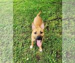 Small #2 American Staffordshire Terrier Mix