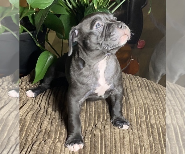 Medium Photo #5 American Bully Puppy For Sale in PHILA, PA, USA