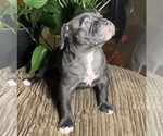 Small Photo #5 American Bully Puppy For Sale in PHILA, PA, USA