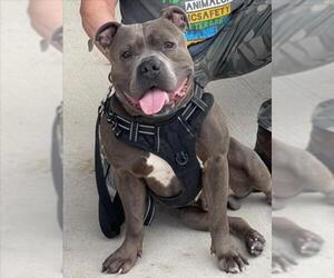 Staffordshire Bull Terrier-Unknown Mix Dogs for adoption in Derwood, MD, USA