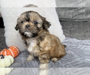 Shih Tzu Puppy for sale in TALLAHASSEE, FL, USA
