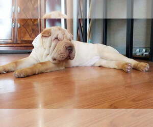 Mother of the Chinese Shar-Pei puppies born on 06/01/2025