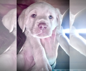Labrador Retriever Puppy for sale in HADLOCK, WA, USA