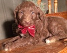 Small Photo #1 Aussiedoodle Puppy For Sale in ARBA, IN, USA