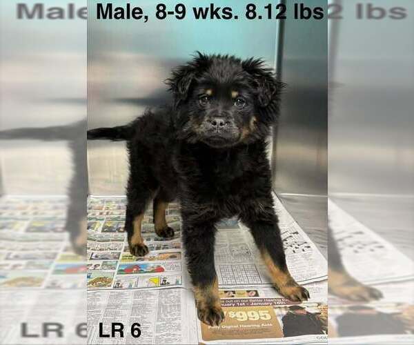 Medium Photo #1 Colonial Cocker Spaniel-Unknown Mix Puppy For Sale in Brewster, NY, USA