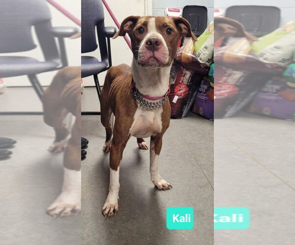 Medium Photo #1 Labrador Retriever-Unknown Mix Puppy For Sale in Richmond, IN, USA