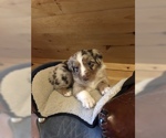 Small Photo #1 Australian Shepherd Puppy For Sale in E WALLINGFORD, VT, USA