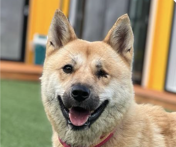 Medium Photo #1 Mutt Puppy For Sale in San Ramon, CA, USA
