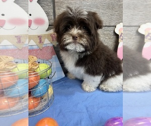 Havanese-Poodle (Toy) Mix Puppy for sale in RICHMOND, IL, USA