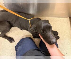 Great Dane Dogs for adoption in Riverside, CA, USA