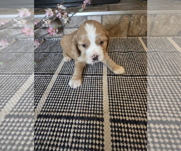 Medium Photo #2 Cocker Spaniel-English Springer Spaniel Mix Puppy For Sale in BAYLISS, CA, USA