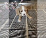 Small #1 Cocker Spaniel-English Springer Spaniel Mix