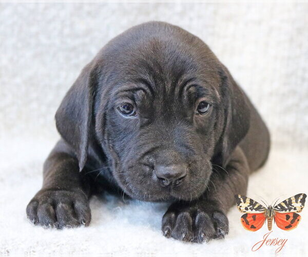 Medium Photo #3 Mutt Puppy For Sale in Wakefield, RI, USA