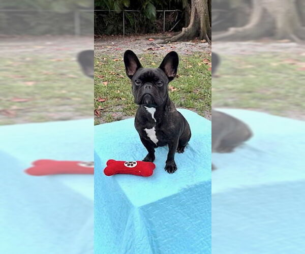 Medium Photo #10 French Bulldog Puppy For Sale in Weston, FL, USA