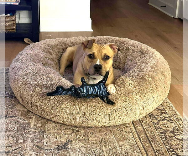 Medium Photo #1 Mutt Puppy For Sale in Rockville, MD, USA