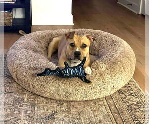 Mutt Dogs for adoption in Rockville, MD, USA