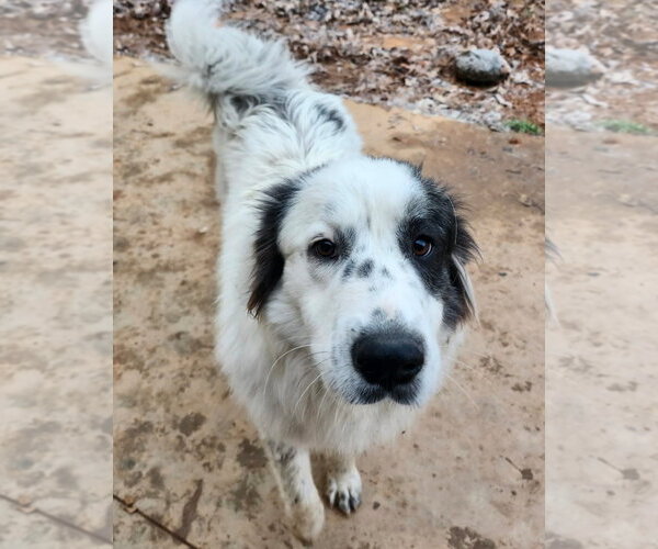 Medium Photo #2 Great Pyrenees-Unknown Mix Puppy For Sale in Thomasville, NC, USA