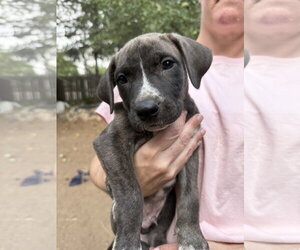 Mutt Dogs for adoption in Fort Collins, CO, USA