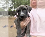 Small Mutt