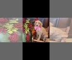 Small Photo #2 Goldendoodle mix (+ Poodle Standard) Puppy For Sale in JACKSBORO, TX, USA