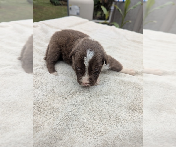 Medium Photo #4 Miniature Australian Shepherd Puppy For Sale in ADAIRSVILLE, GA, USA