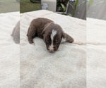 Small #3 Miniature Australian Shepherd