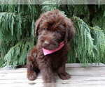 Small #3 Labradoodle