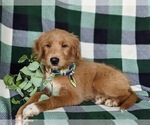 Small Photo #6 Goldendoodle-Mutt Mix Puppy For Sale in KIRKWOOD, PA, USA