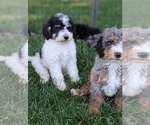 Small Photo #18 Bernedoodle-Golden Mountain Dog Mix Puppy For Sale in DAVIS, CA, USA